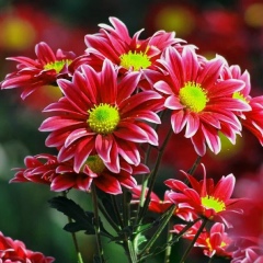 Ильвира Камильянова, 05.12.1968