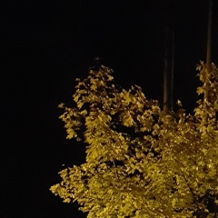 Андрей Воробьев, 09.04.1981, Санкт-Петербург