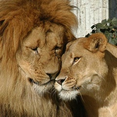 Raisat Abdullaeva, 23.09.1991, Махачкала