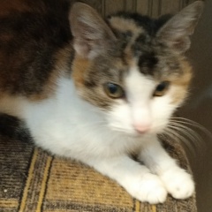 Вячеслав Дубаков, 05.02.1987, Санкт-Петербург