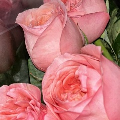 Moldir Kalykova, 24.03.1993, Алматы