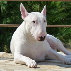 Дмитрий Пресняков, 26.08.1985, Чита