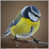 Лена Синичкина