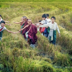 အရွင္ကု႑လ ပြင့္ျဖူ, 14.11.1988