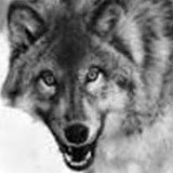 Lobo Wolf, 05.07.1967, São Paulo