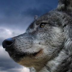 Андрей Митрофанский, 31.05, Санкт-Петербург