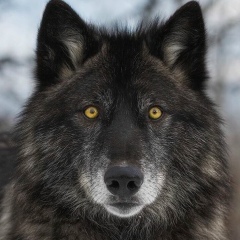 Арам Арамян, 04.04.1987