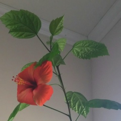 Рысгул Фурханова, 23.12.1980, Алматы