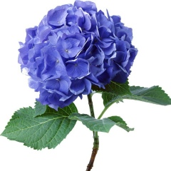 Ирина Семенова