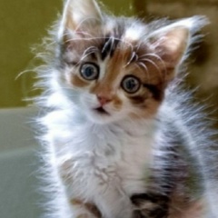 Татьяна Савицкая, 15.06, Харьков