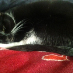 Елена Никанорова, 25.09.1988, Москва