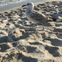 Анна Акопян, Москва