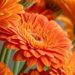 Анна Алексеева, 14.11.1979, Рязань