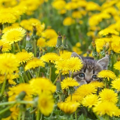 Анна Запуниди, 21.06.1994, Астана