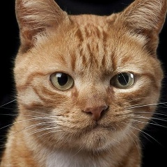 Леон Фалаут, 19.06, Санкт-Петербург