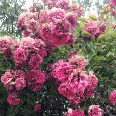 Zarina Kenzhegali, 31.05