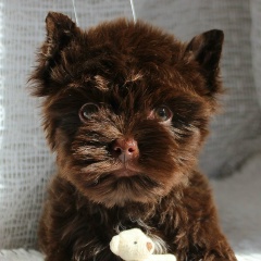 Елена Бурганова, Москва