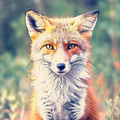 Станислав Шафеев, 12.12.1985, Комсомольск-на-Амуре