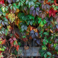 Дмитрий Плеханов, 07.05, Москва