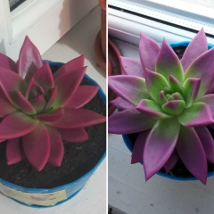 Gupa Ergeshova, 27.02.1991, Бишкек