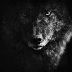 Наиб Арсанукаев, 21.01.1993, Frankfurt am Main