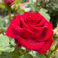 Анна Иванова, Москва