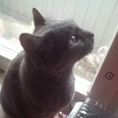 Анна Гриченко, 25.06, Новосибирск