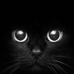 Виктория Николаева, Санкт-Петербург