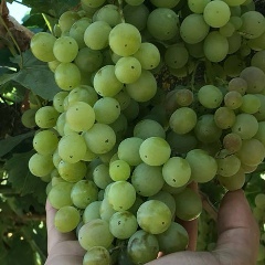 Фуад Аскеров, 17.02.1980, Осташков