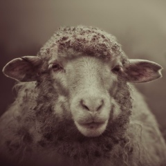 Залим Анаев, Нальчик