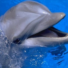 Илья Роговой, 17.05, Киев