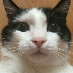 Tamirlan Shadiev, 10.06.1993