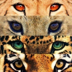 Aysel Aliyeva, 09.08, Баку