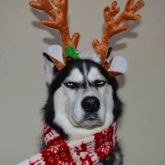 Дмитрий Чернов, 26.12.1981