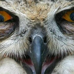 Сергей Старовский, Санкт-Петербург