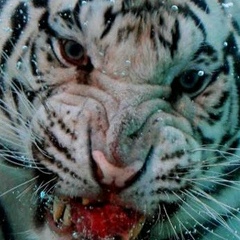 Алексей Разгулов, 10.08.1986, Москва