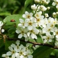 Ольга Черёмухина, 30.10, Санкт-Петербург