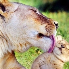 Лютфие Муслюмова, 10.02.1982, Киев