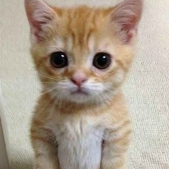 To To, 19.12, Киев