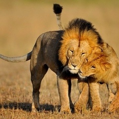 Рашид Индроков, 13.08.1988