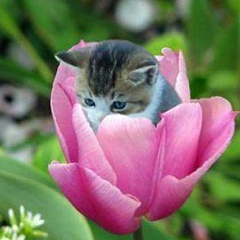 Каролина Иванова, 18.12, Киев