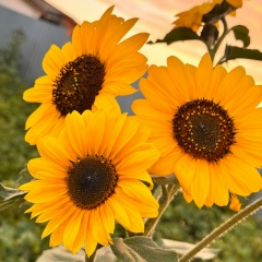 Зиля Башкирочка, Уфа