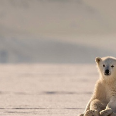 Саша Туменко, 21.12