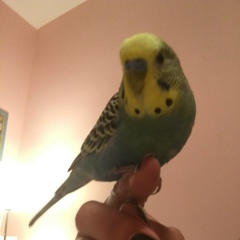 Луиза Тукаева, 24.06.1991, Chicago