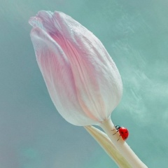 Дарима Абдуалиева, 11.07.1986, Актобе