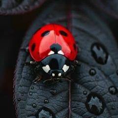 Bekker Indira, 04.10.1989, Алматы