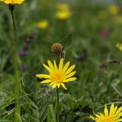 Георгий Цораев, 24.01, Владикавказ