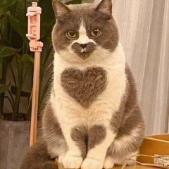 Фархад Худояров, 06.02.1990, Москва