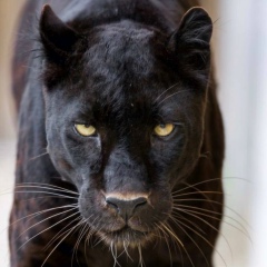 Альбина Нажмадин, 22.12, Ürümqi