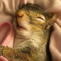 Анна Гончарова, Санкт-Петербург